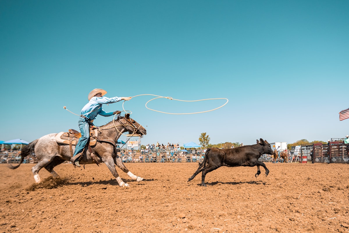A person on a horse chasing a cow